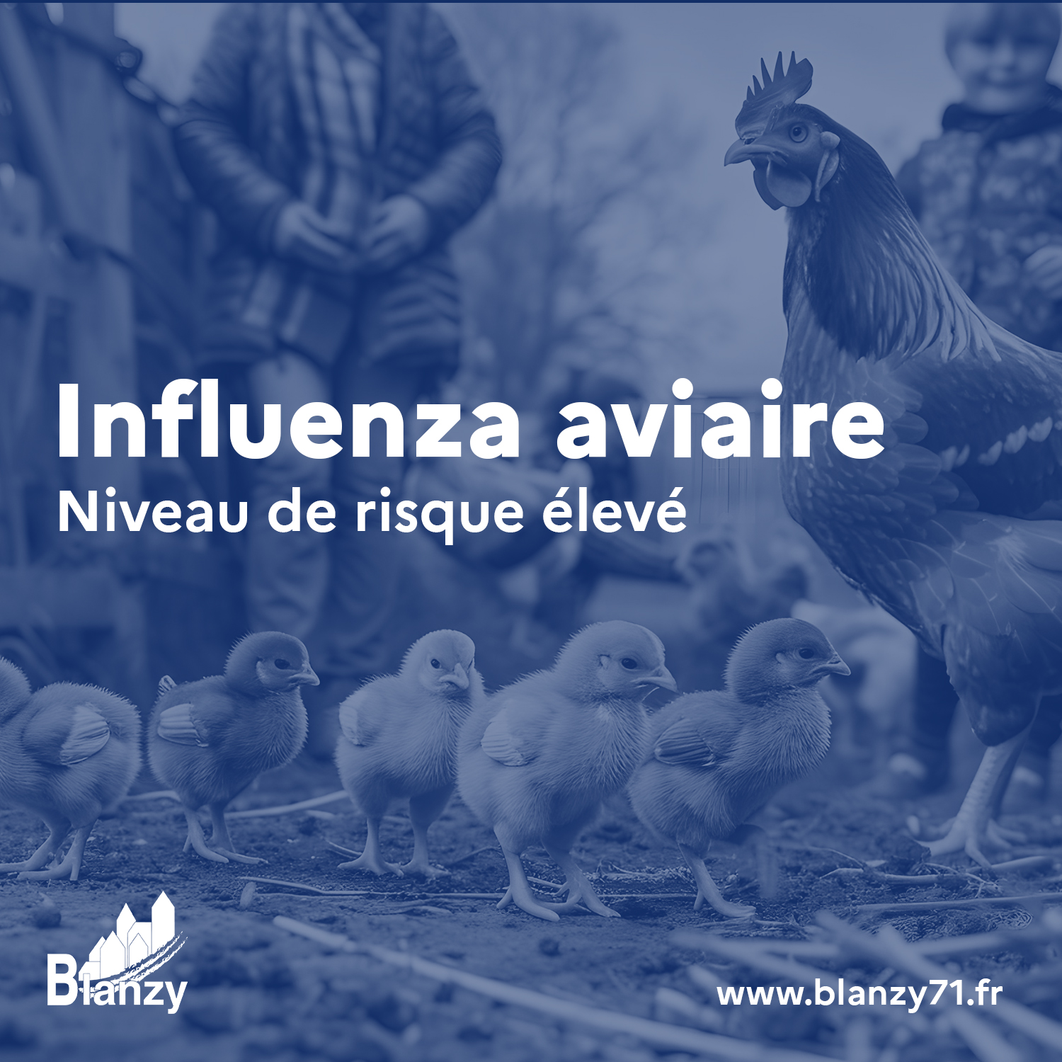 influenza aviaire risque élevé