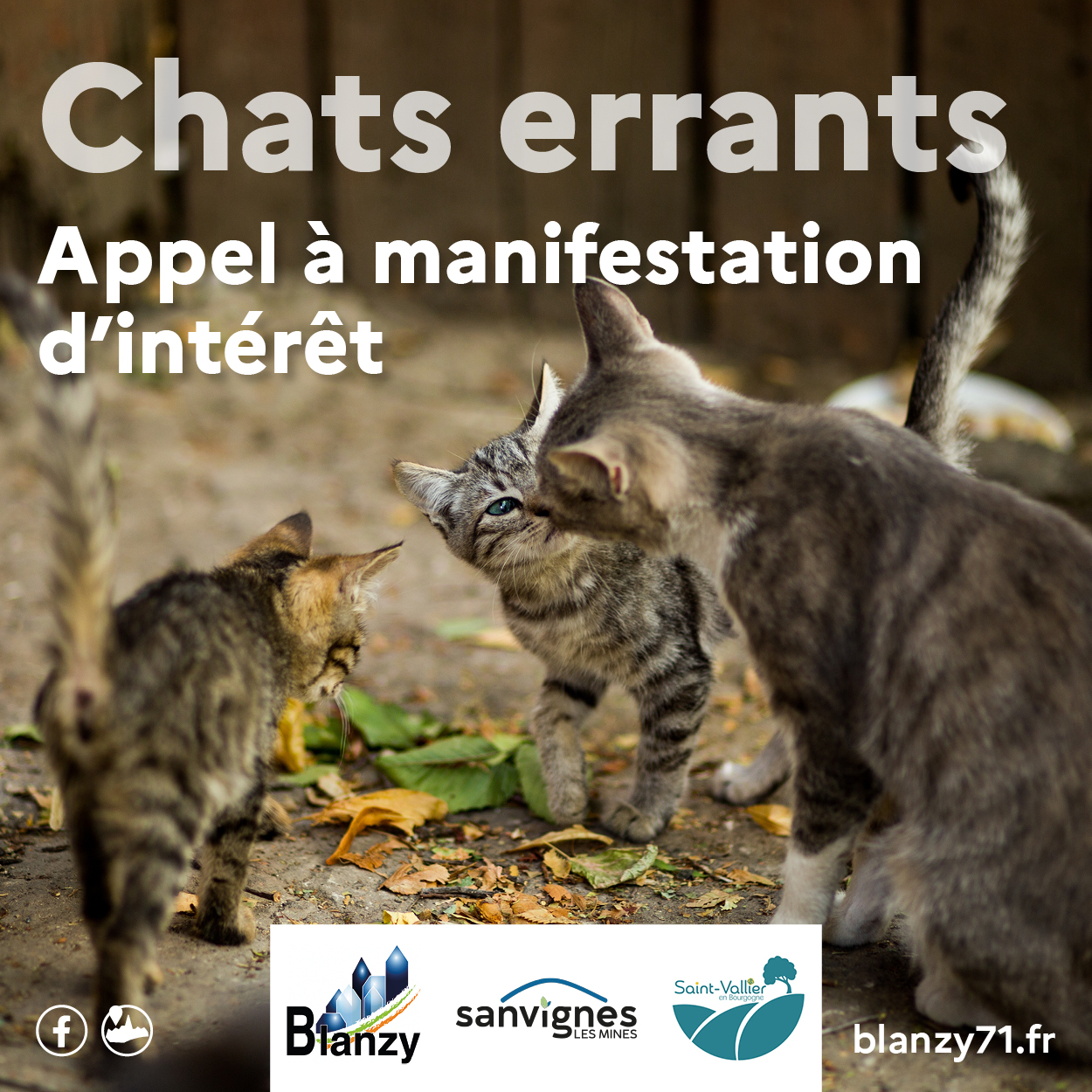 Chats errants Appel à manifestation d'intérêt